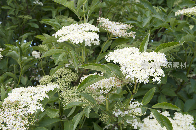 普通接骨木(sambuus nigra)开花